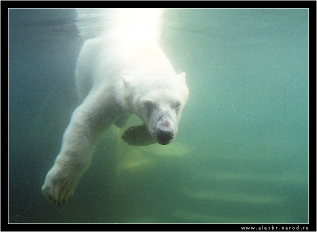 photo "The Diver" tags: nature, wild animals