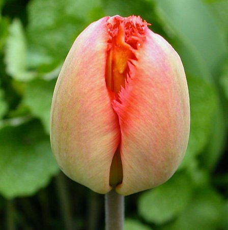 photo "Tulip" tags: macro and close-up, 
