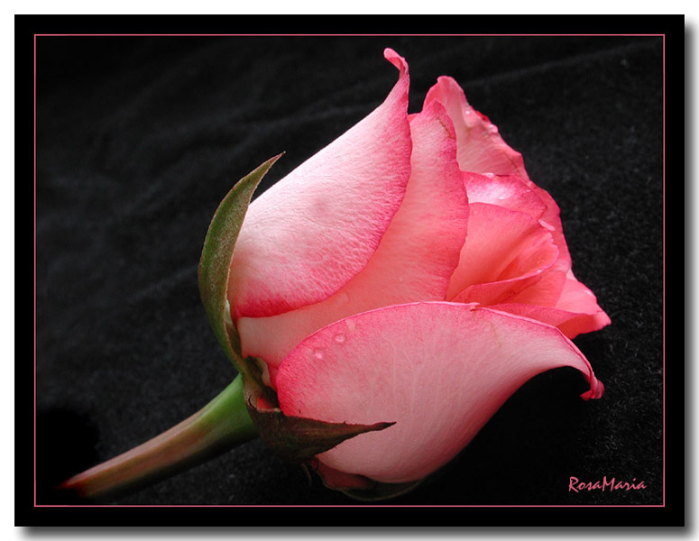 photo "single rose" tags: macro and close-up, nature, flowers