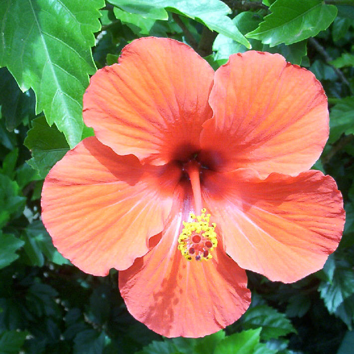 фото "Hibiscus Flower (Whole)not macro" метки: природа, цветы