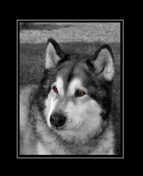 photo "In memoria" tags: nature, pets/farm animals