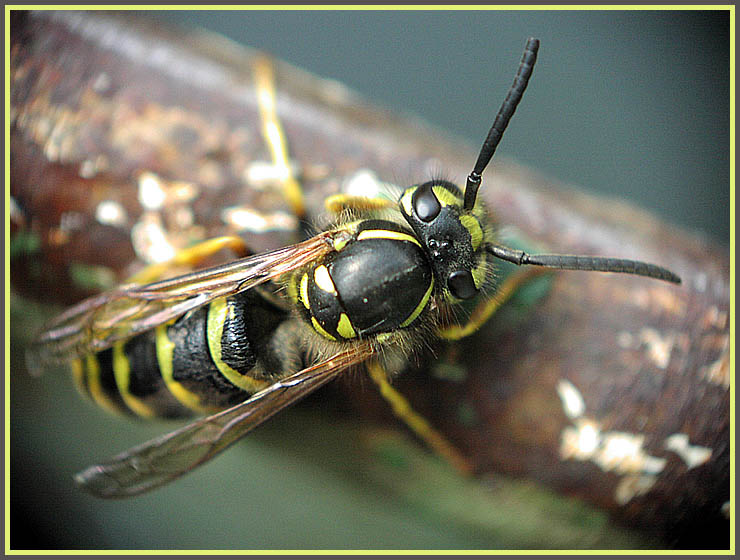 photo "The predator" tags: nature, macro and close-up, insect