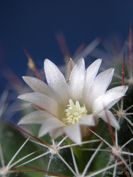 photo "Prickly tenderness" tags: nature, macro and close-up, flowers