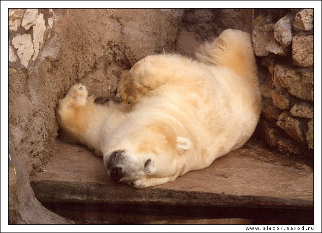 photo "Hangover" tags: nature, wild animals