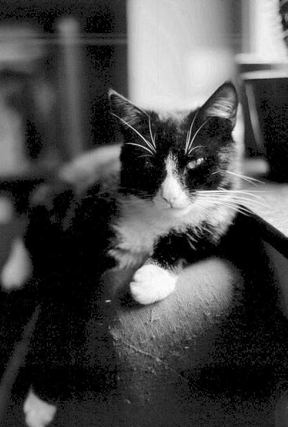 photo "The Boss" tags: black&white, nature, pets/farm animals