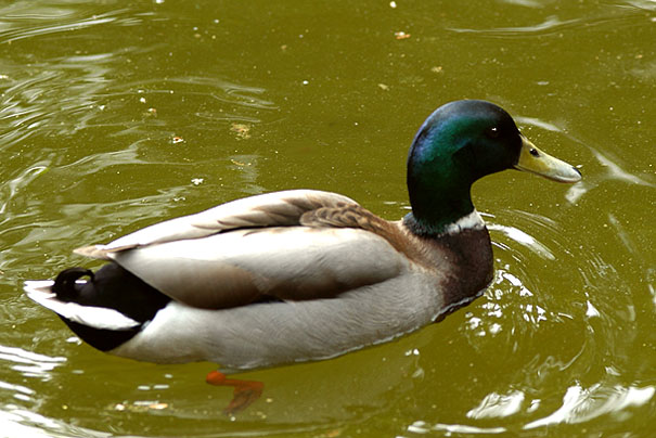 photo "*Andante, un poco Adagio...*" tags: nature, landscape, pets/farm animals, water