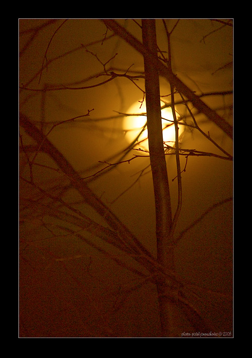 фото "...moonlight inside of crowns..." метки: пейзаж, ночь