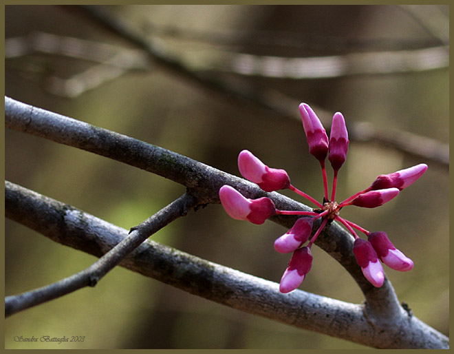 photo "Beginnings Begin" tags: nature, macro and close-up, flowers