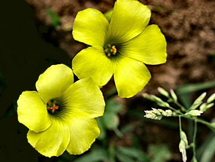 photo "My garden" tags: nature, flowers