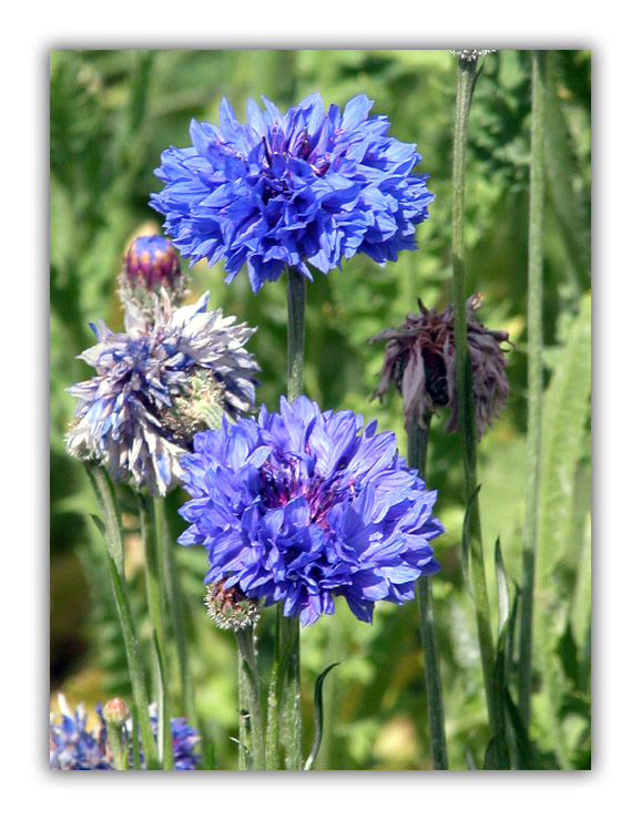фото "Double blue" метки: природа, цветы