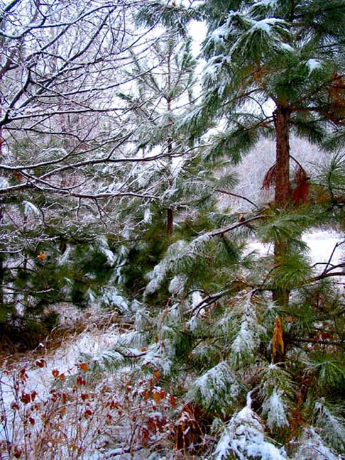 photo "snow fall" tags: landscape, forest, winter