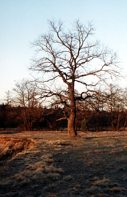 photo "Oak" tags: landscape, spring, sunset