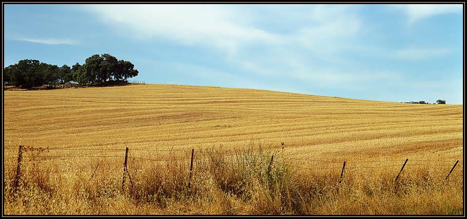 photo "The field" tags: landscape, autumn