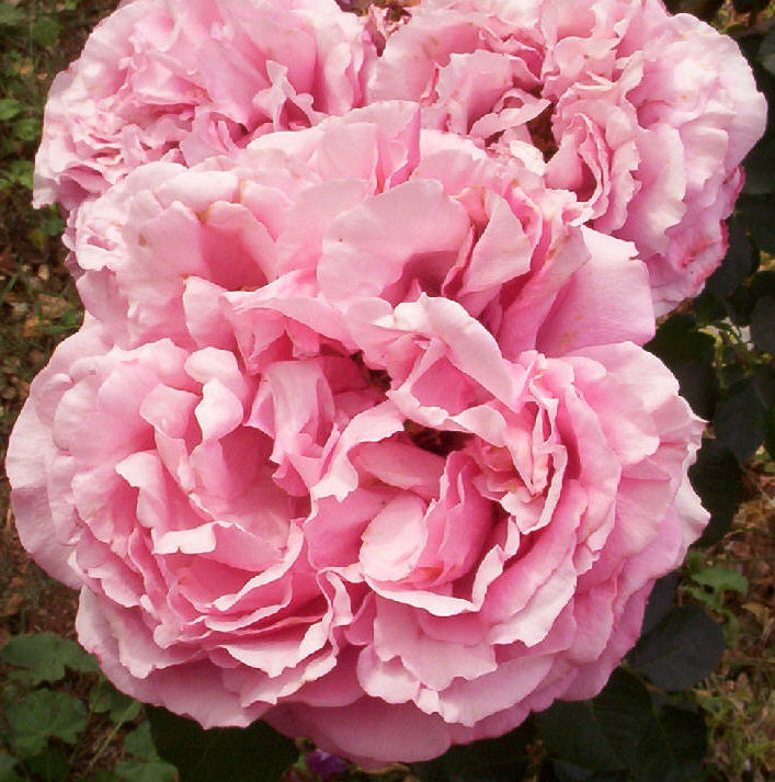 фото "Rose Bouquet" метки: природа, цветы