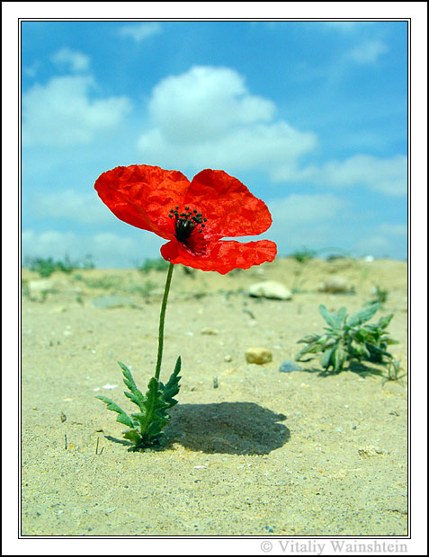 photo "Poppy" tags: nature, macro and close-up, flowers