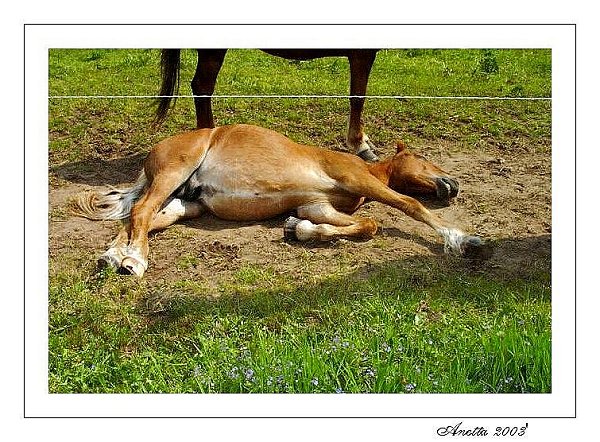 photo "...rest..." tags: nature, portrait, 