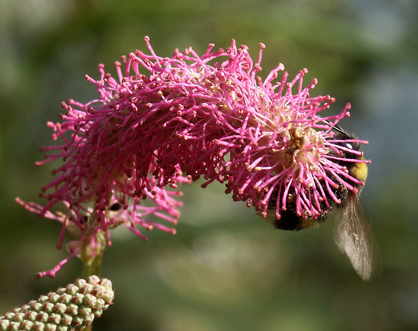 photo "sanguisorba #4" tags: nature, flowers, insect