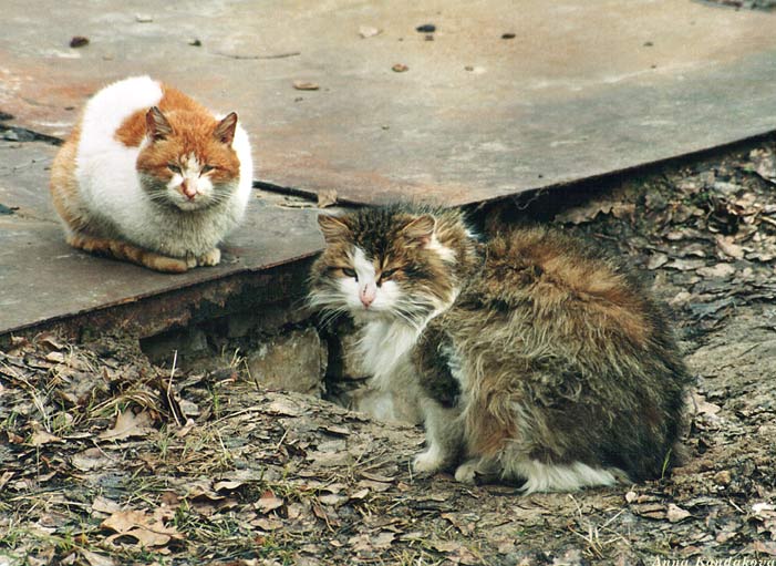 photo "Lovely kitties" tags: nature, genre, pets/farm animals