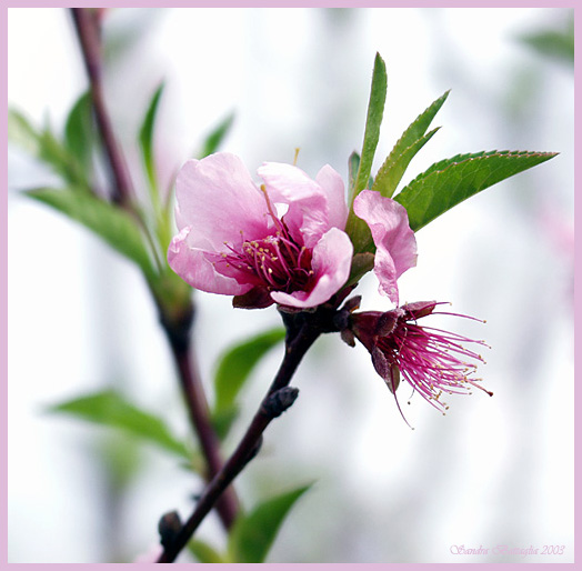 photo "The Promise of Peaches" tags: macro and close-up, nature, flowers