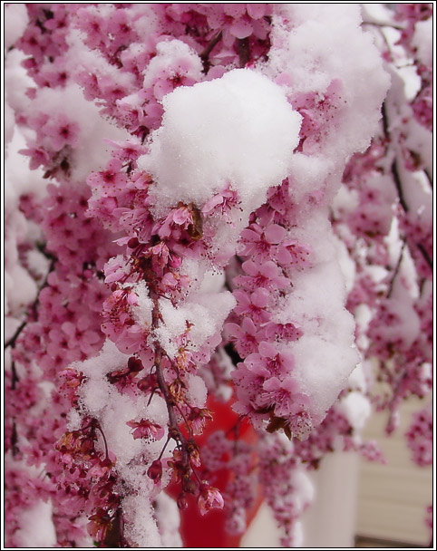 photo "Suddenly Winter came back" tags: nature, flowers