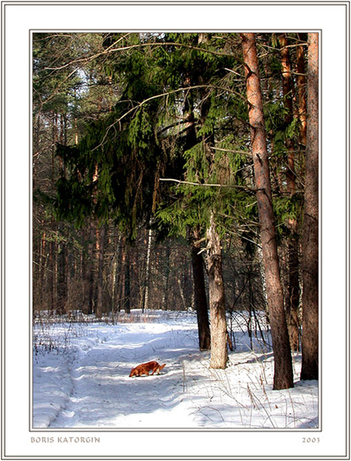 photo "Solar day" tags: landscape, forest, winter