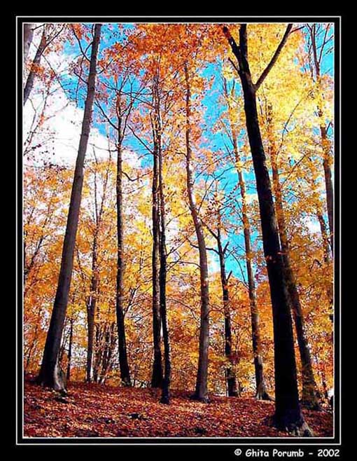 photo "Forest" tags: landscape, forest