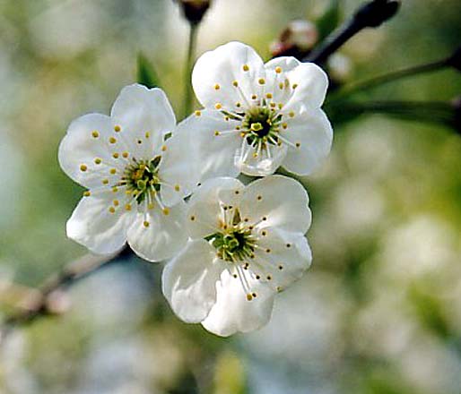 photo "White miracle" tags: nature, flowers