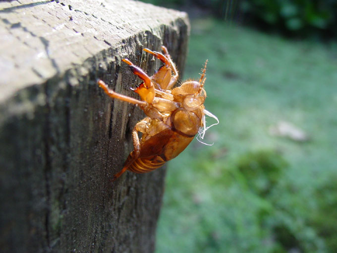 photo "Slough off" tags: nature, insect
