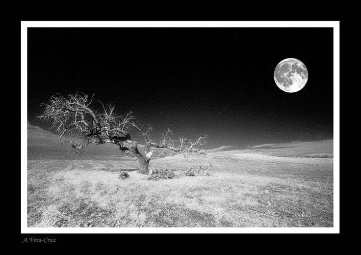 photo "Nakedness Under Moonshine" tags: misc., 