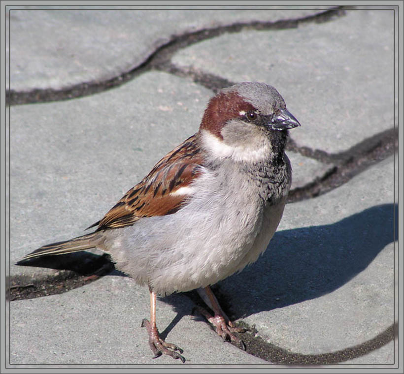 photo "Sparrow" tags: nature, 