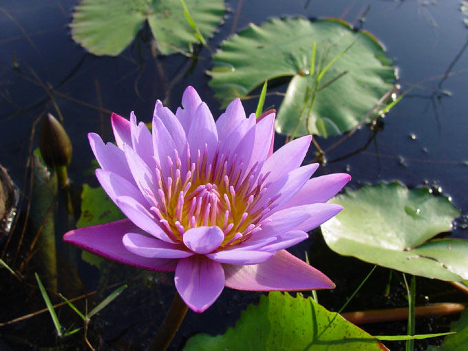 photo "The lotus in the nature" tags: nature, flowers