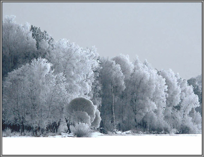 photo "Untitled photo" tags: landscape, forest, winter