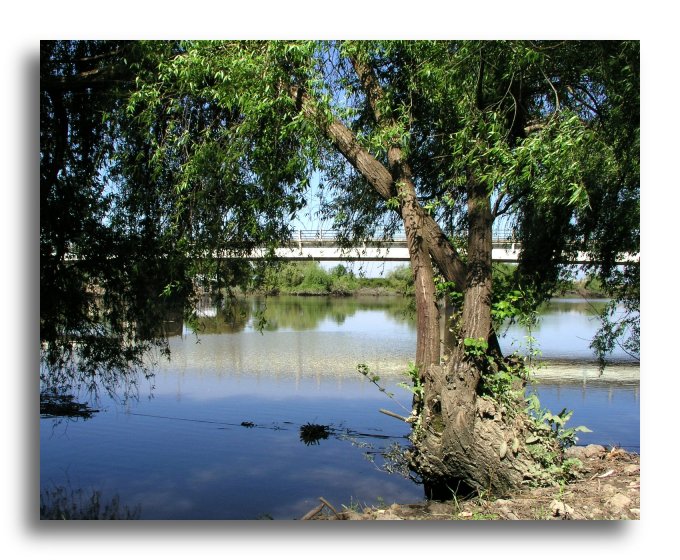 photo "Spring in Ribatejo" tags: landscape, spring, water