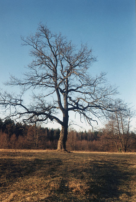 photo "Oak (2)" tags: landscape, spring