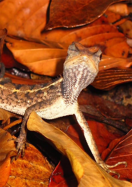 фото "Suspicious Lizzard" метки: природа, макро и крупный план, дикие животные