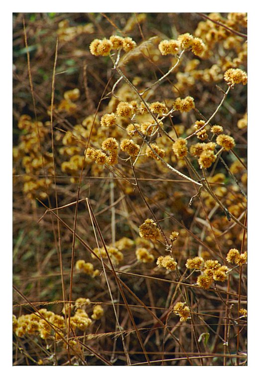 photo "yellow" tags: nature, flowers