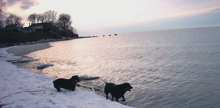 photo "Winter Fun" tags: nature, landscape, pets/farm animals, water