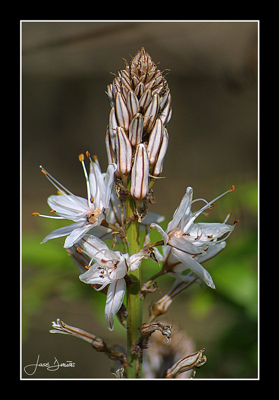 photo "Asphodelus fistulosus ( Asphodel )" tags: nature, flowers