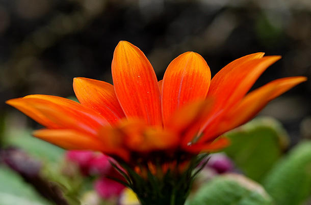 photo "*No matter the way of looking at you...*" tags: nature, macro and close-up, flowers