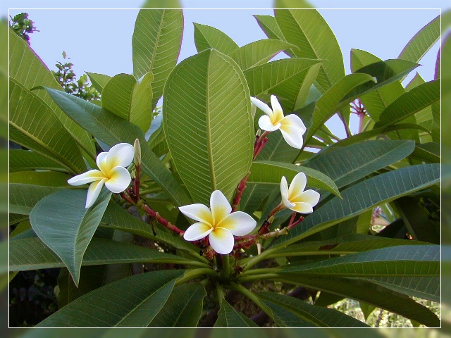 photo "Blooming Tree" tags: nature, flowers