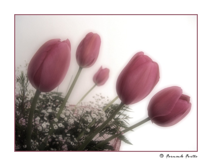 photo "Moments in Time" tags: nature, flowers