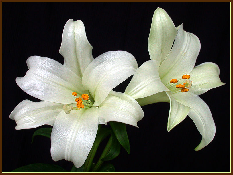 photo "Lilies" tags: nature, flowers