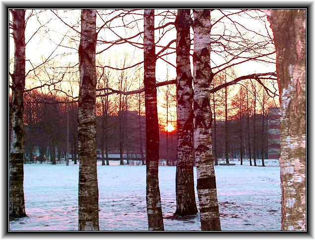 photo "Among birches,I see off sunset alone..." tags: landscape, sunset, winter