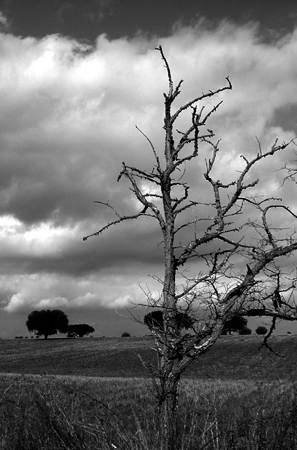 фото "till the last" метки: пейзаж, лес