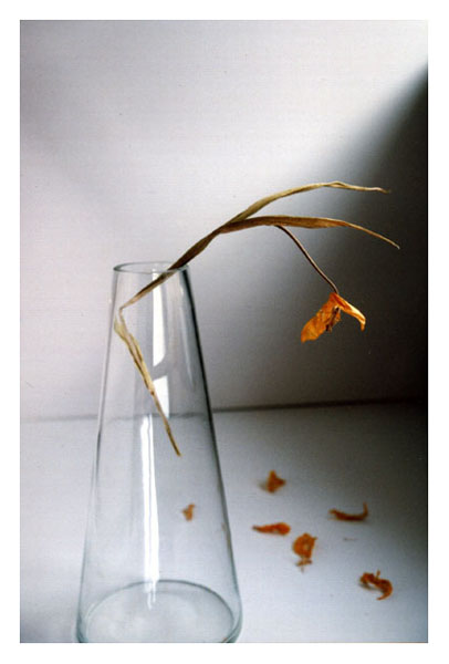 photo "Still- life" tags: still life, 