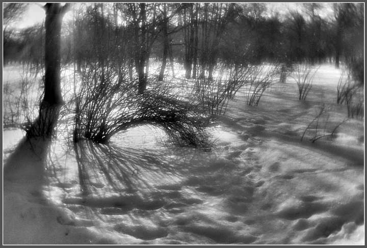 photo "February motives - reverberations" tags: landscape, forest, winter