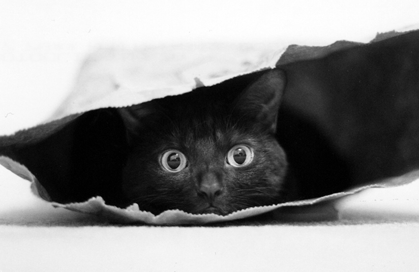 photo "Cat in a bag" tags: black&white, portrait, 