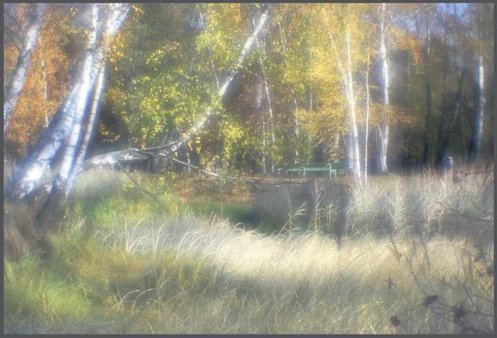 фото "Березы и камыш" метки: пейзаж, лес, осень