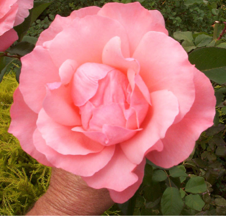 фото "Natural Hand Help Rose" метки: природа, цветы
