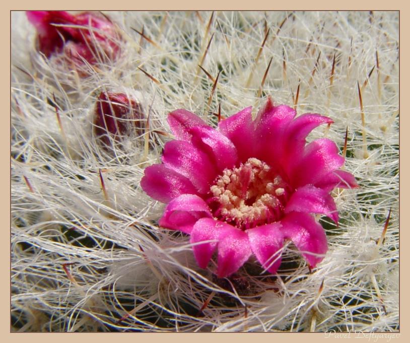 photo "About prickles, pestles and stamens" tags: nature, macro and close-up, flowers